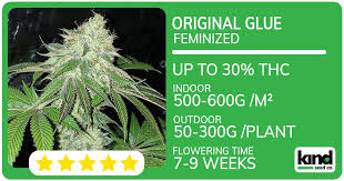 The Ultimate Guide to Fat Bastard Autoflower 4
